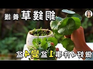 錢銅草 照顧